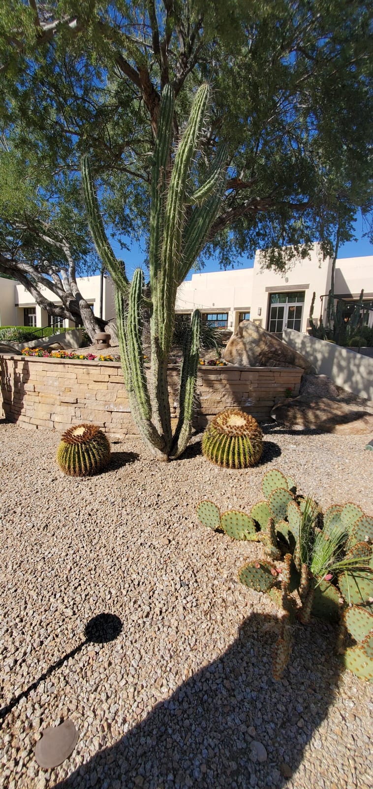 Desert landscaping along the casita walkways with mature saguaro and golden barrel cacti