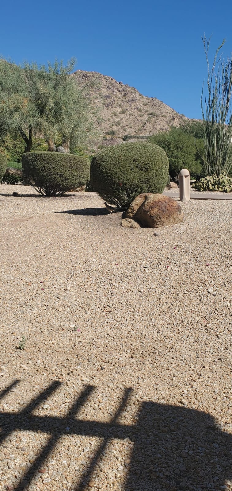 Greater roadrunner foraging in the desert brush near Casita #287
