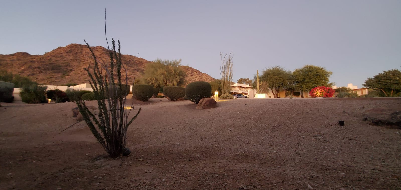 Twilight landscape lighting illuminating desert flora and Mummy Mountain